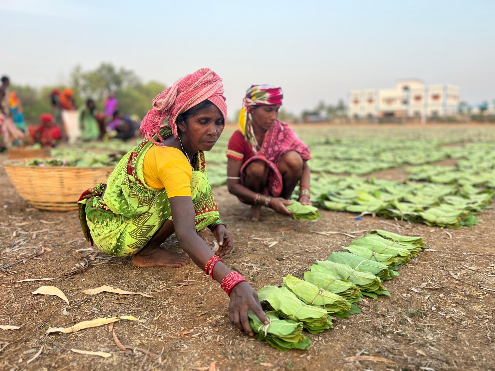 तेंदूपत्ता संग्रहण दर बढ़ने से संग्राहकों को हुआ 18.73 करोड़ अधिक मुनाफा