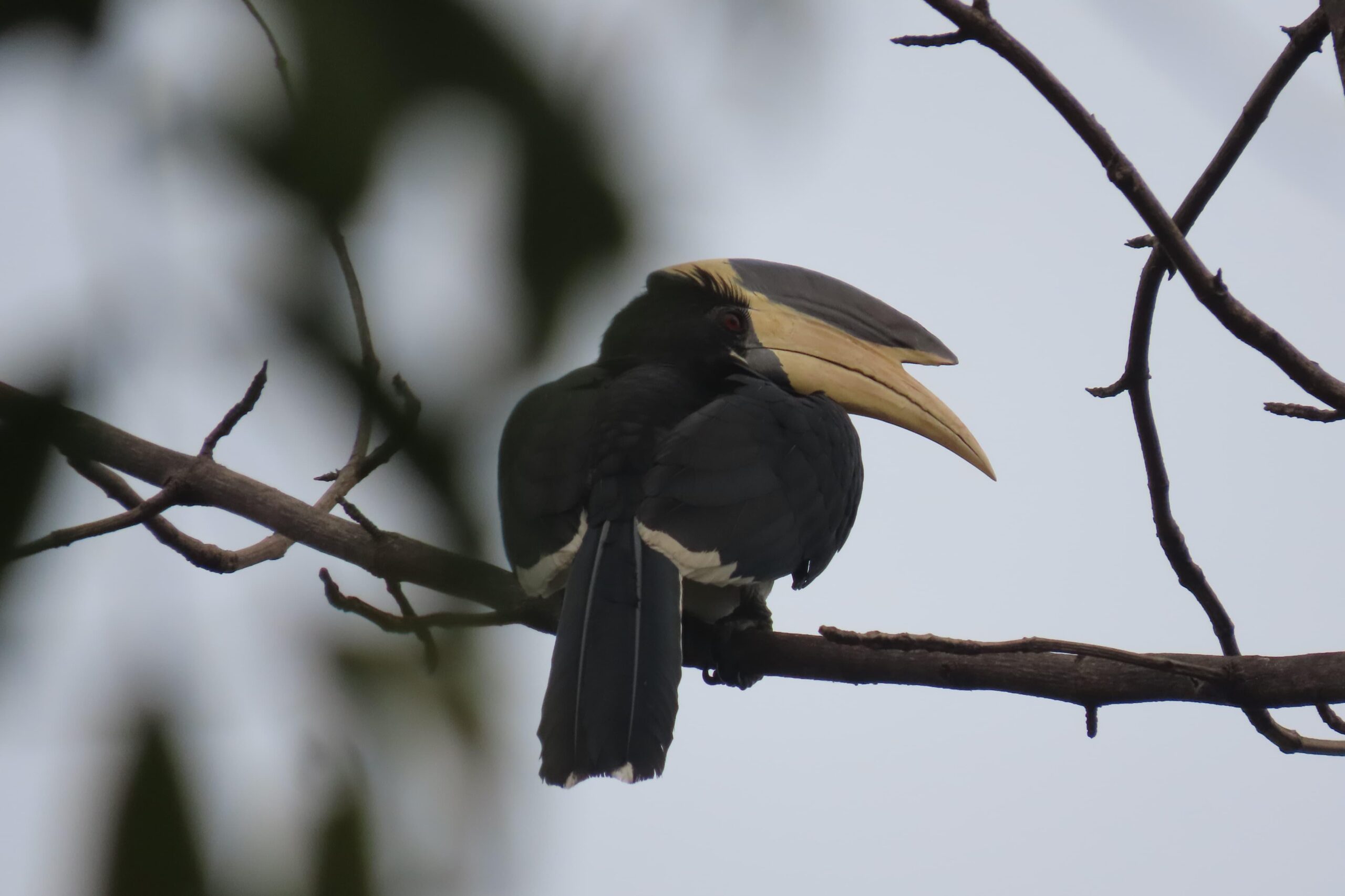 छत्तीसगढ़ में दिखा दुर्लभ इंडियन ब्लू रॉबिन, खैरागढ़ डोंगरगढ़ के जंगल जैव विविधता का बड़ा केन्द्र, यहां अब तक 295 पक्षी प्रजातियों की हो चुकी है पहचान