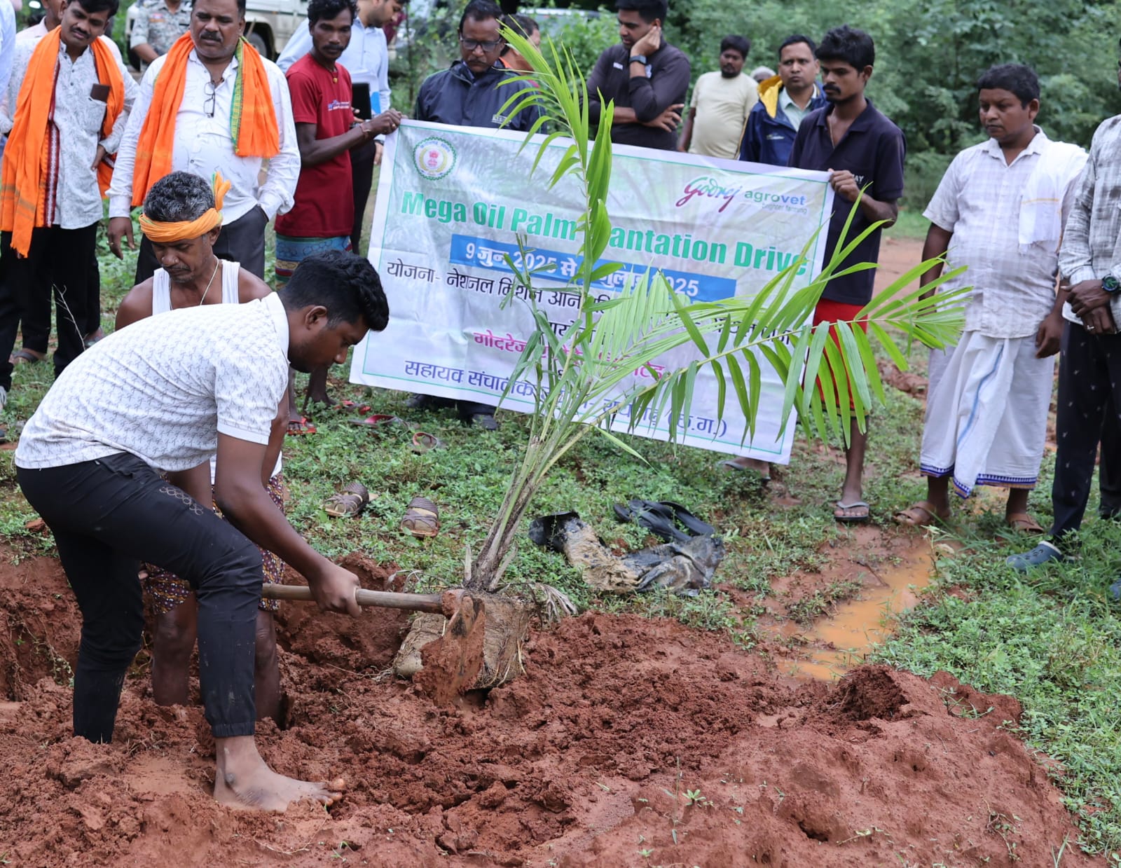 रायगढ़ में ऑयल पॉम की खेती की ओर बढ़े कदम, किसानों को होगा दुगुना लाभ