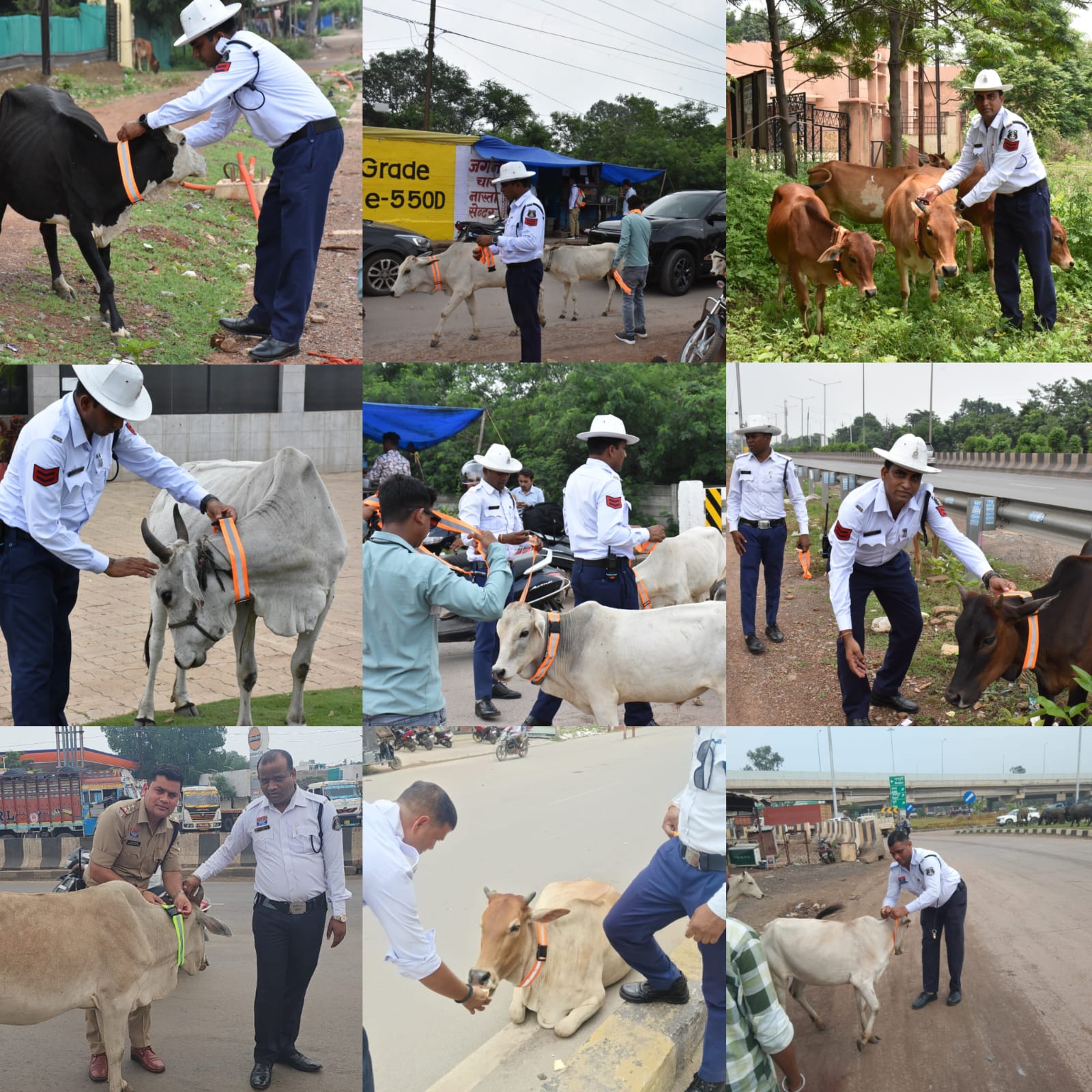 गौरक्षा और वाहन सुरक्षा अभियान: रायपुर पुलिस ने मवेशियों को पहनाए रेडियम कॉलर