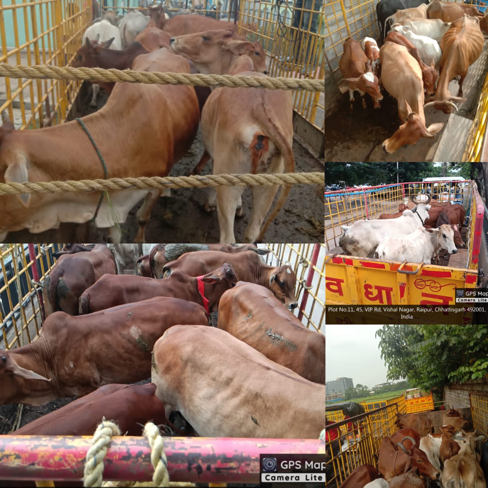 सड़कों से हटाए जा रहे आवारा पशु, रोजाना भेजे जा रहे गौठानों में